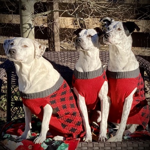 Pets are the Best Medicine